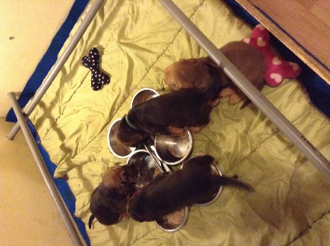 du Doux Rivage - LES BEBES DE LORE ET HARRY SONT ARRIVES