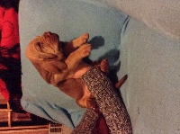 CHIOT