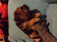 CHIOT