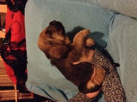 CHIOT